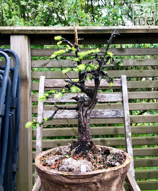 spruce bonsai